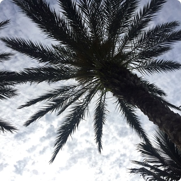 florida palm trees