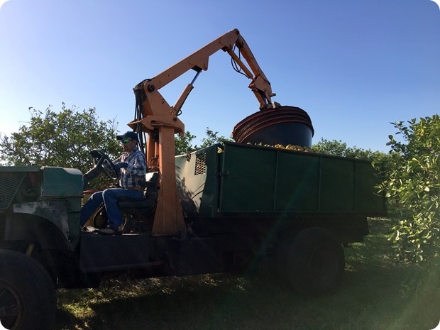 florida orange truck