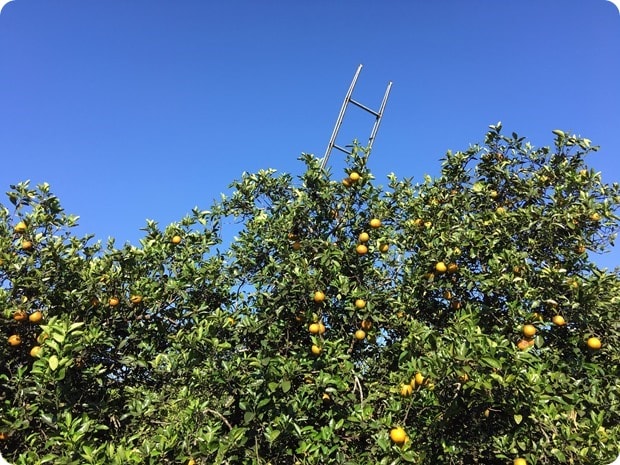 florida orange grove