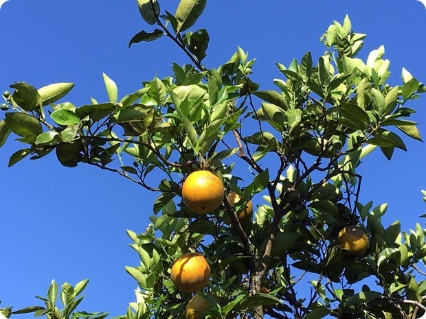 florida orange groves