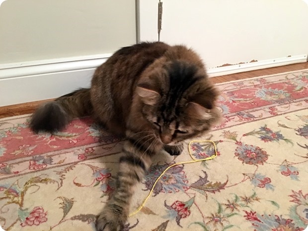 zara the cat