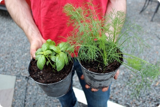 planting basil and dill at home
