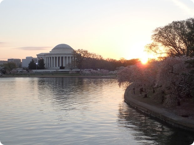 cherry blossom 2016 dc