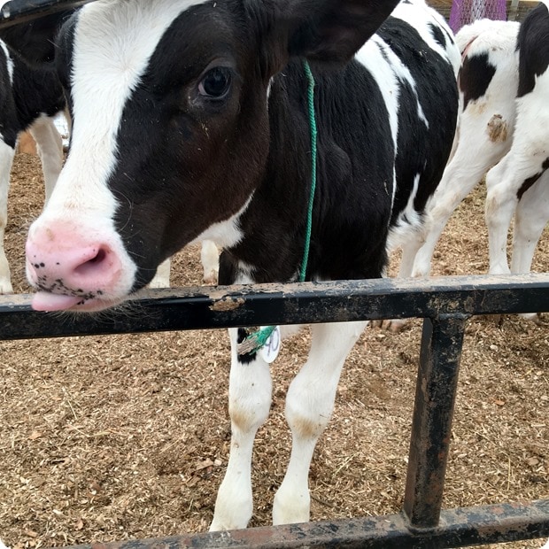 cabot dairy calfs
