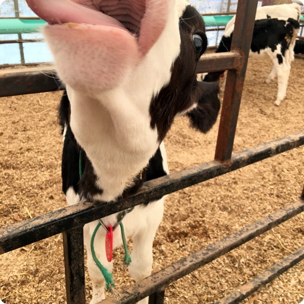 holstein calf