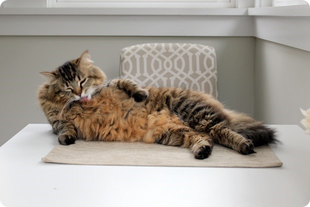 cat on breakfast table