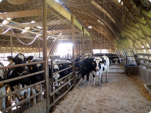 kayhart brothers dairy