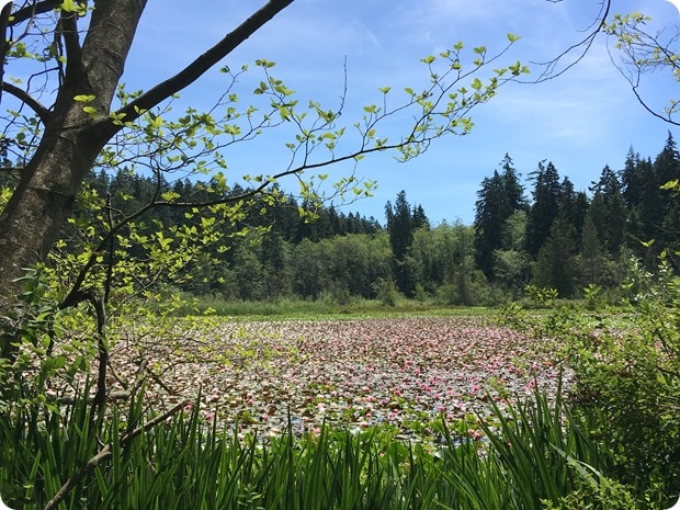 stanley park biking