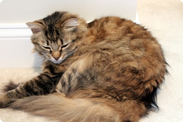 IMG_9936