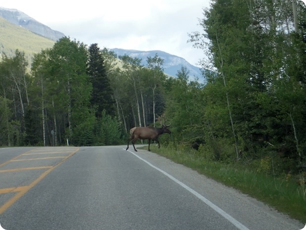 driving in canadian rockies