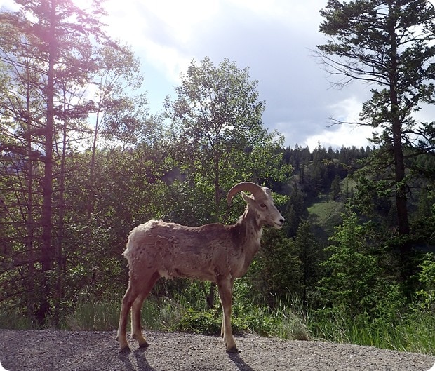 bighorn sheep driving canada