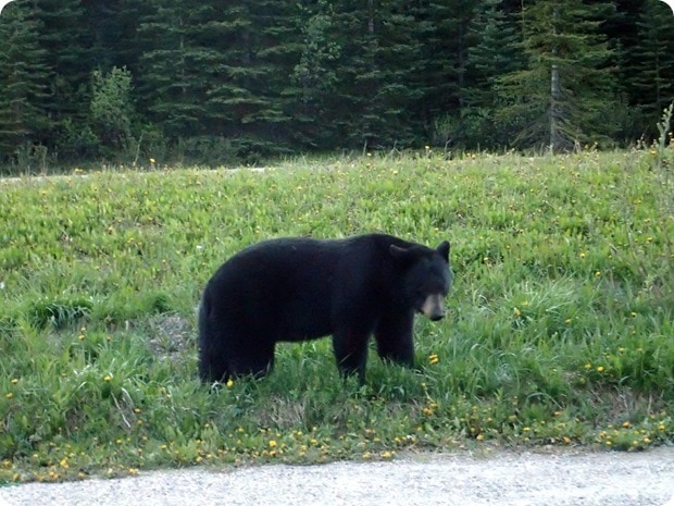bear on side of the road in banff
