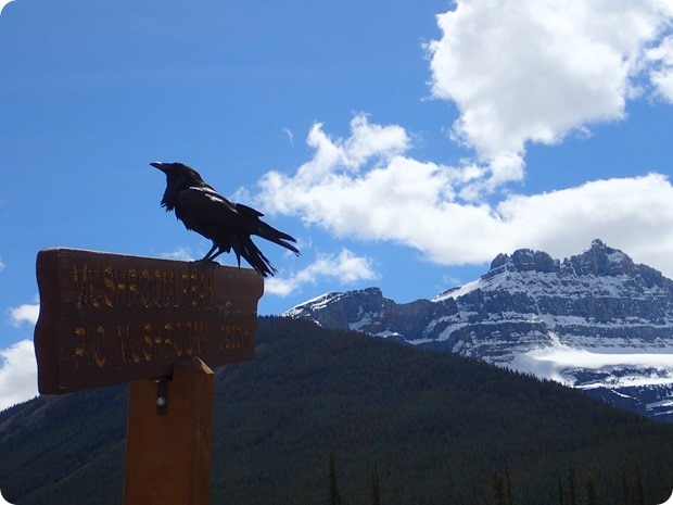 driving the icefields parkway