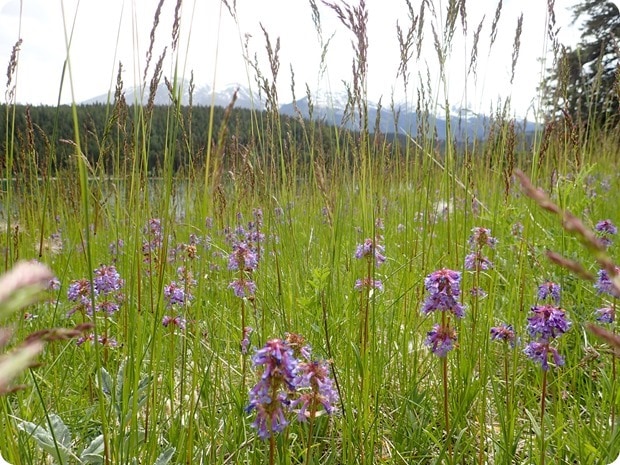 canada hiking wildflowers
