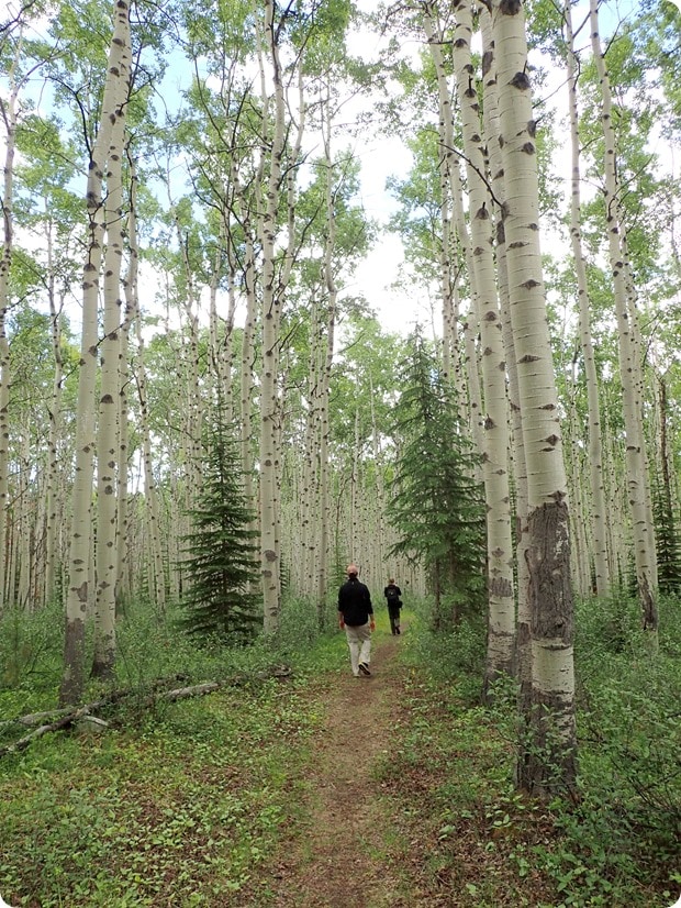 jasper national park birch forest