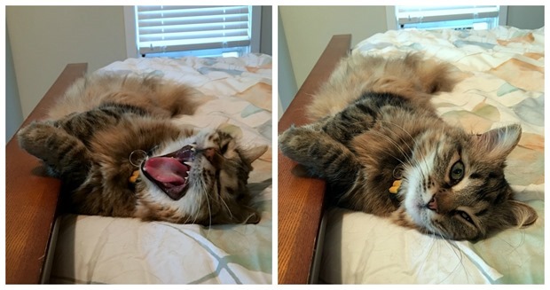 zara the cat3