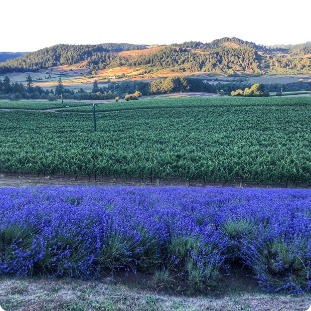 king estate winery eugene