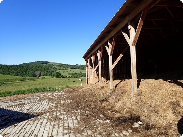winter shelter for cows