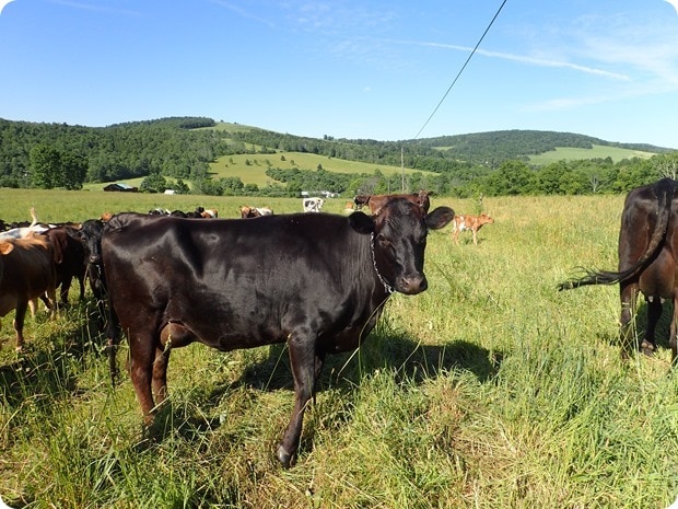 stone mill dairy