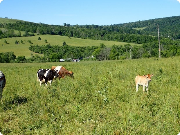 organic valley grassmilk farm