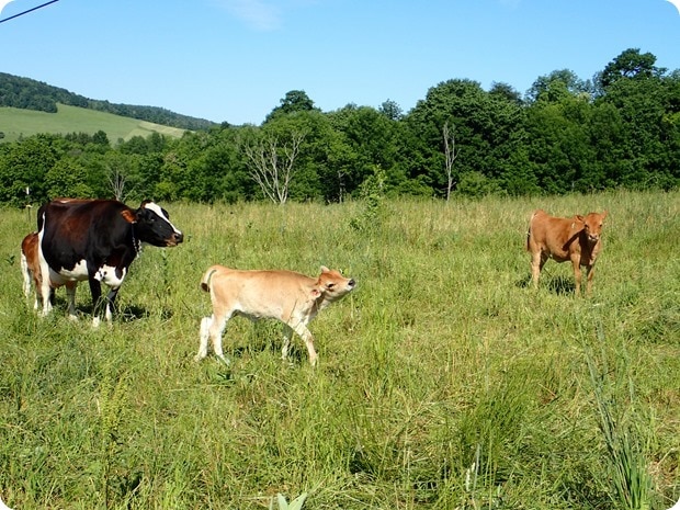 stone mill dairy farm