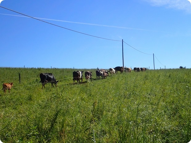 organic cows new york
