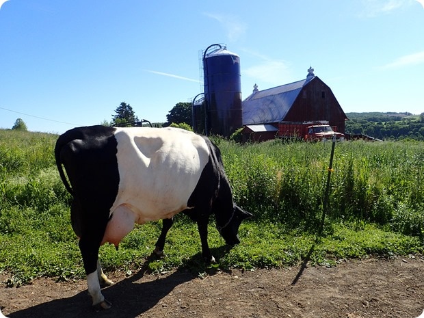 stone mill dairy cows