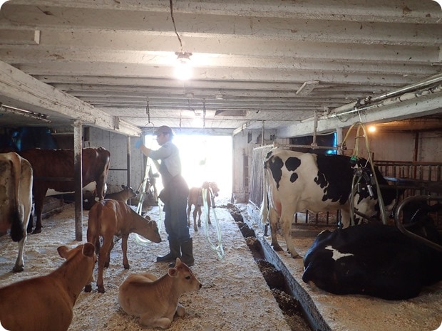 stone mill dairy