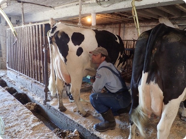stone mill dairy farm