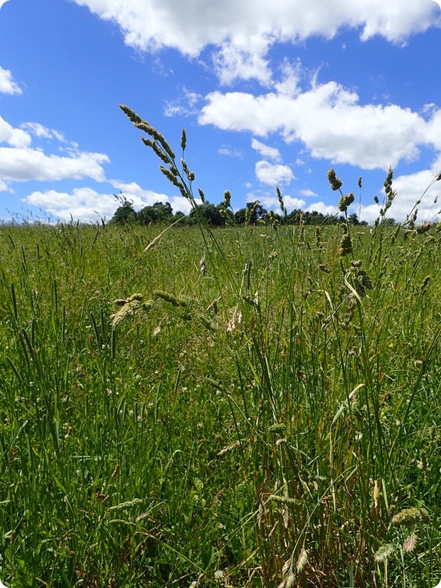 P6210054