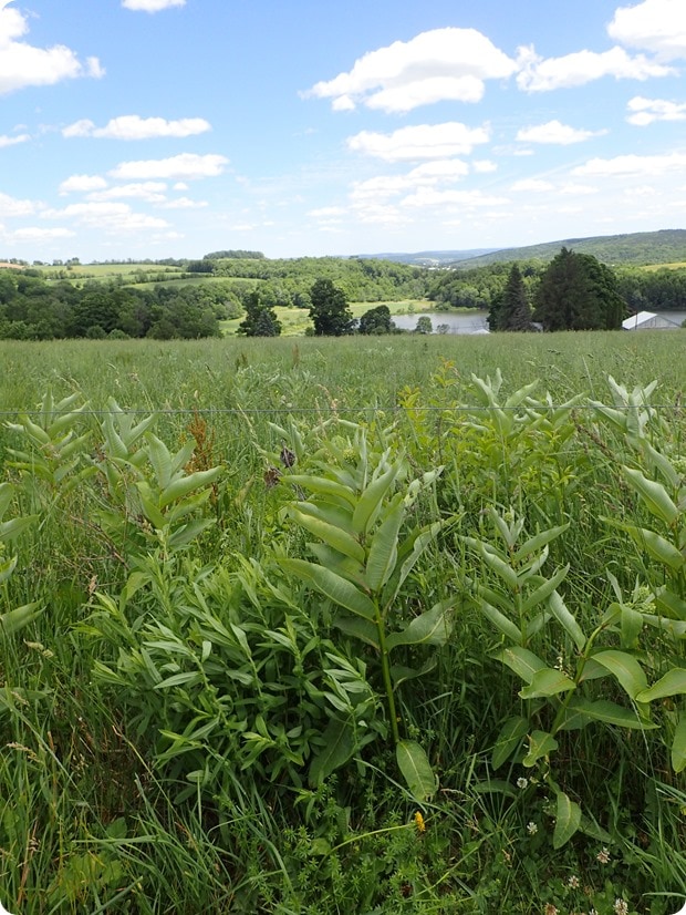 100% grass fed dairy farm