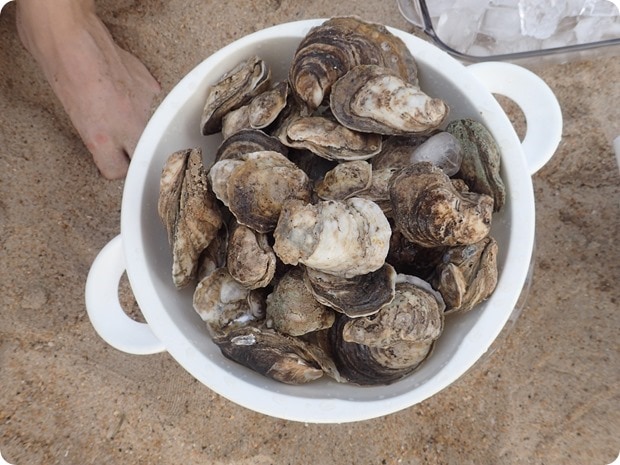 fresh oysters on the beach