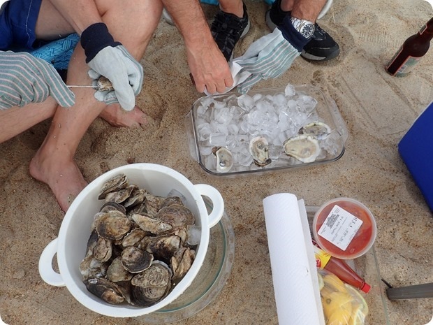 fresh oysters on the beach