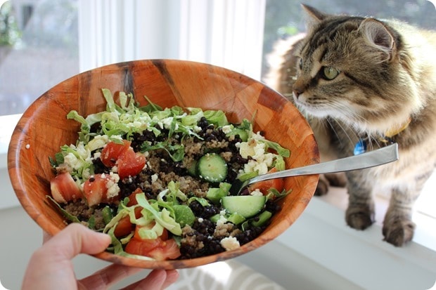 lunch salad with cat