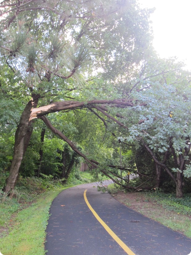 fallen tree on custis trail
