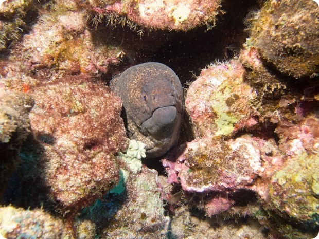 eel dive maui