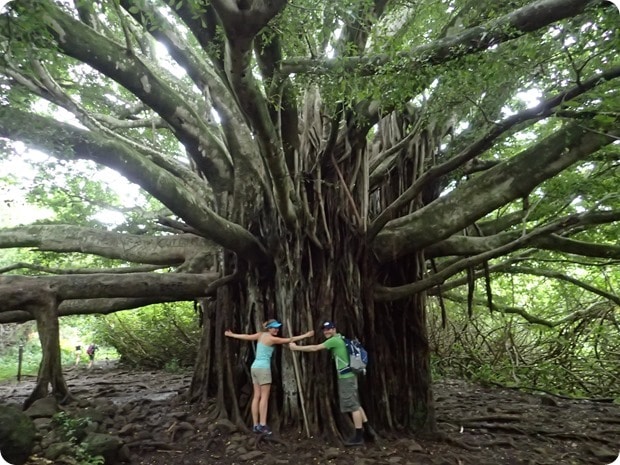 banyan tree haleakala national park