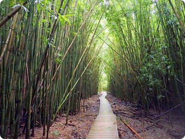 bamboo forest hike maui