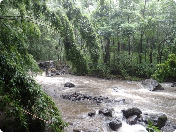 rainforest hike maui