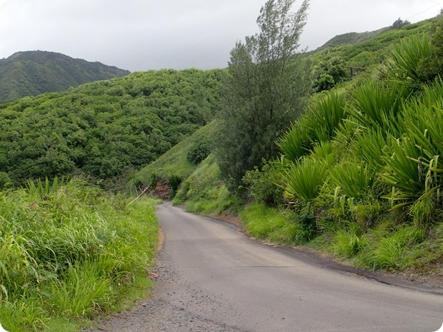maui narrow road