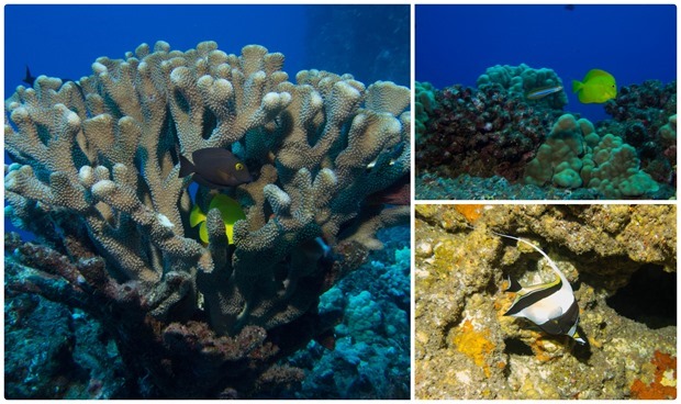 first cathedral dive maui