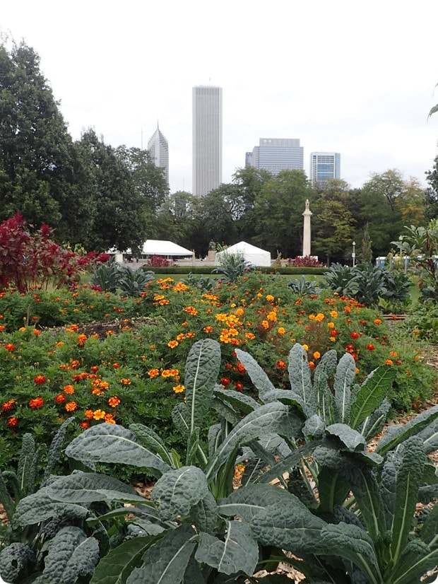 growing power urban farm chicago