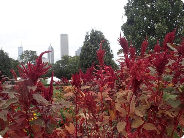 urban farm amaranth