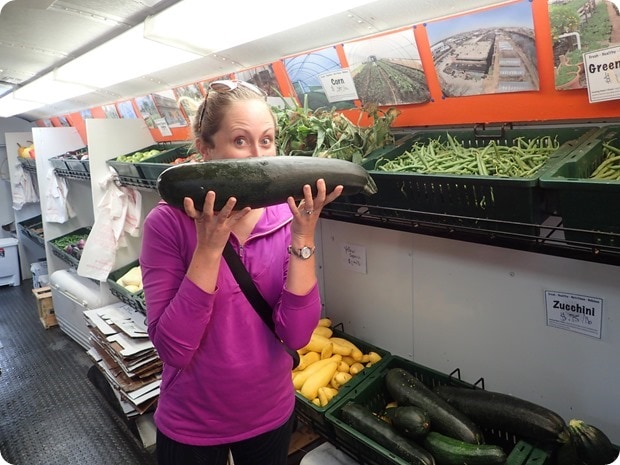 enormous zucchini