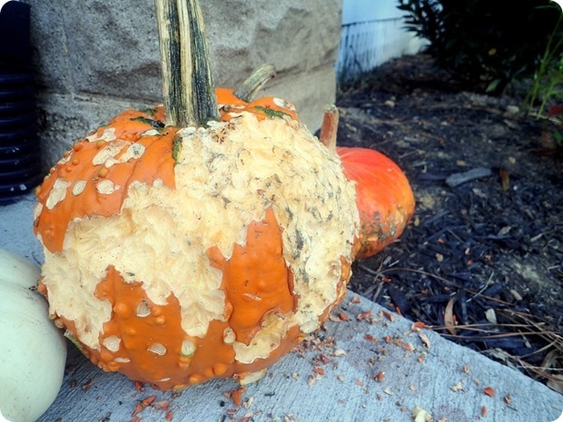 bunnies love eating pumpkins bunnies love eating pumpkins