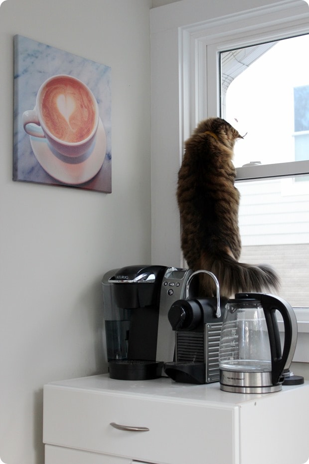 cat in window