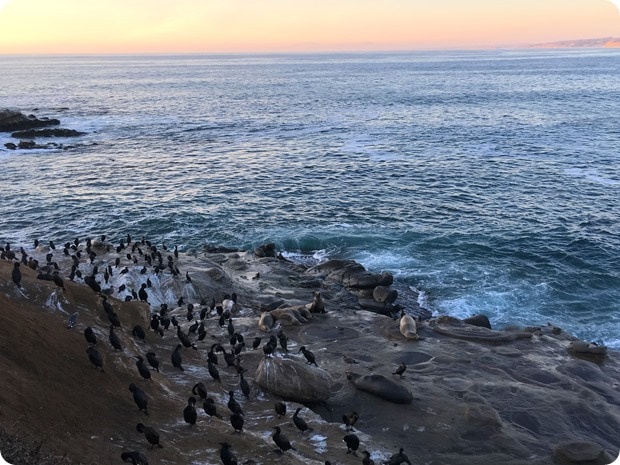 la jolla cove sea lions