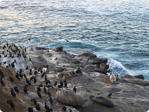 la jolla cove sea lions