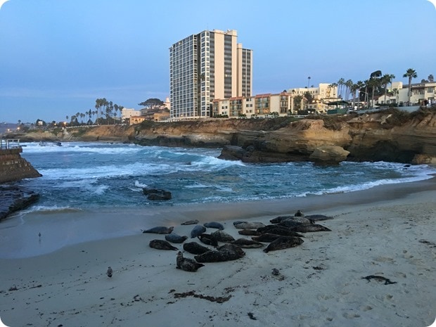 la jolla cove seals