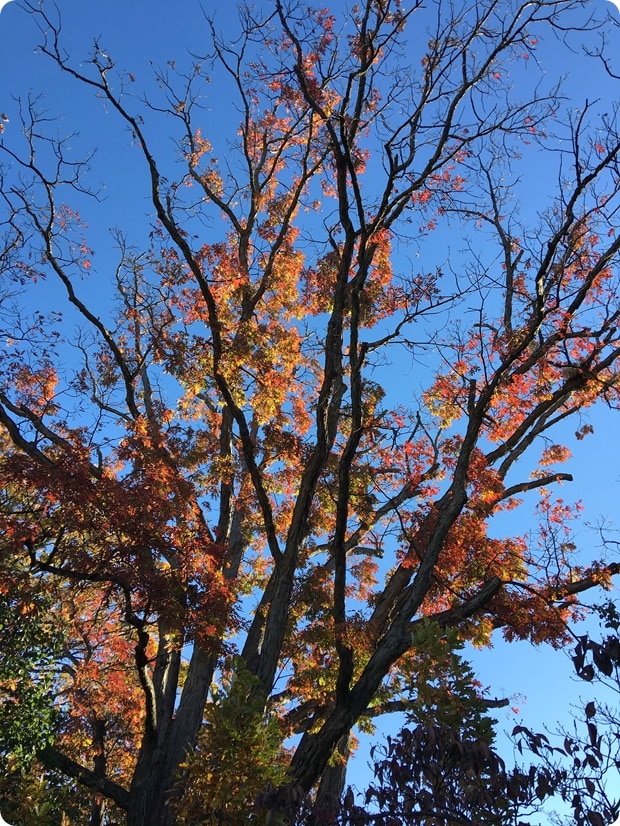 fall in arlington va